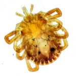 Amblyomma cajennense под микроскопом