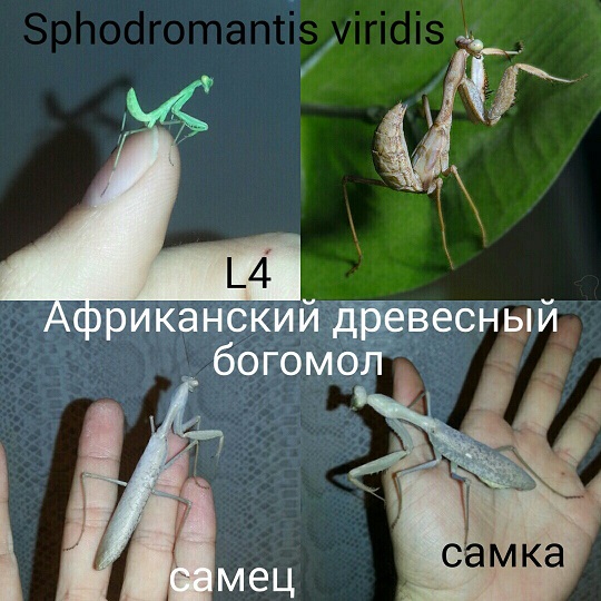 Африканский древесный богомол (Sphodromantis viridis) - insecta